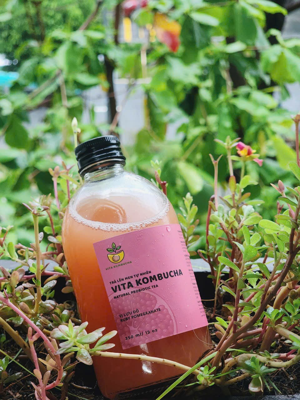 Kombucha Lựu / Pomegranate Kombucha