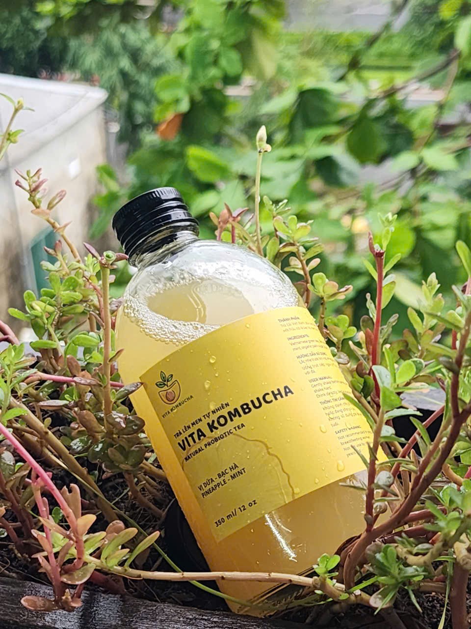 Kombucha Dứa