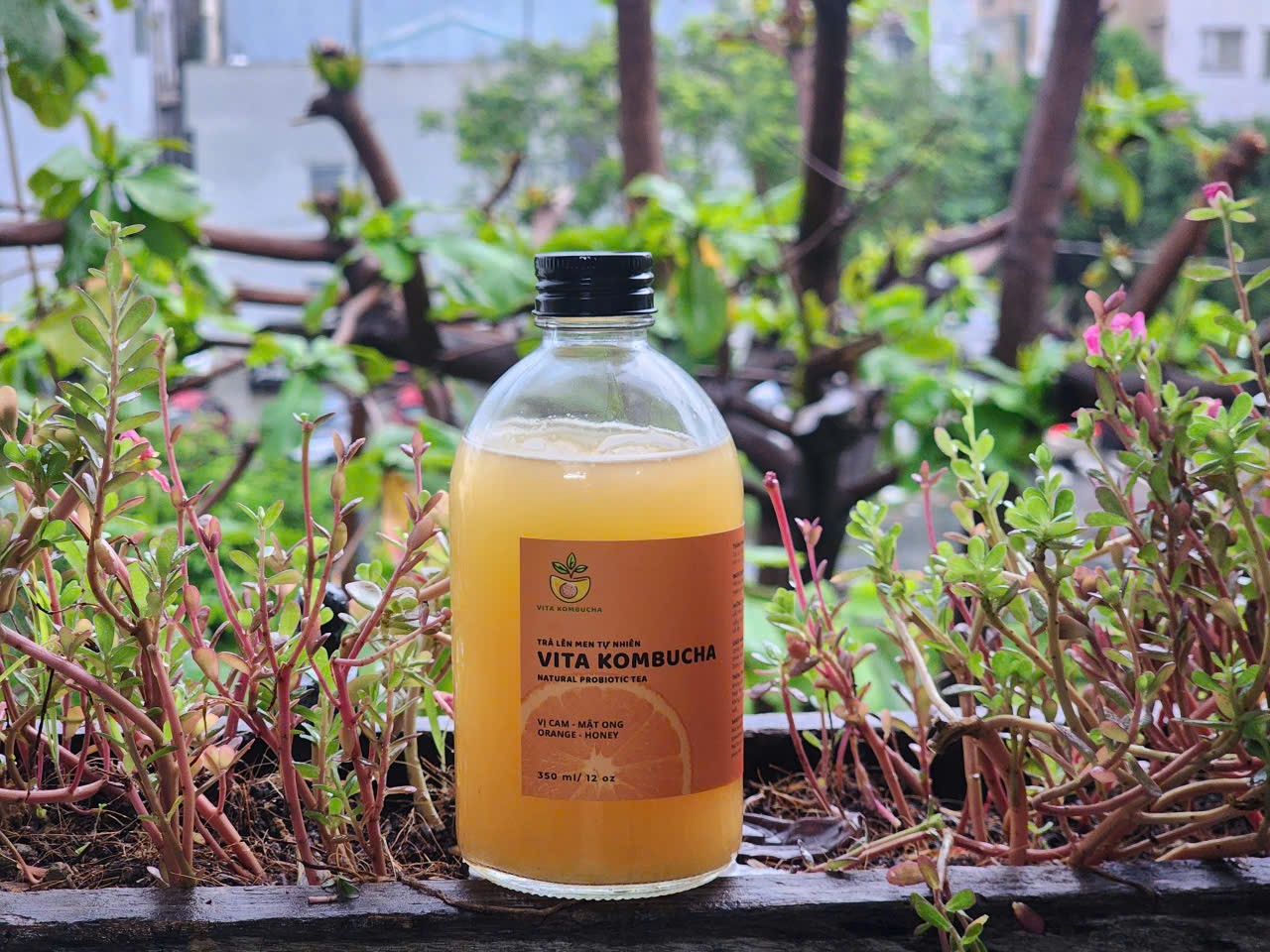 Kombucha Cam